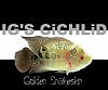 Click image for larger version

Name:	male golden snakeskin1.jpg
Views:	152
Size:	25.9 KB
ID:	2916
