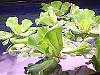 Click image for larger version

Name:	water-lettuce.jpg
Views:	188
Size:	17.4 KB
ID:	37146