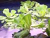 Click image for larger version

Name:	water-lettuce.jpg
Views:	187
Size:	17.4 KB
ID:	37146