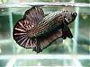 Click image for larger version

Name:	Black Copper Halfmoon Plakat-crackerbettas.JPG
Views:	4067
Size:	26.8 KB
ID:	189683