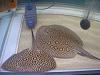 Click image for larger version

Name:	leopard print marble rays.jpg
Views:	96
Size:	47.3 KB
ID:	260732