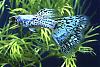 Click image for larger version

Name:	aquamarine#1-gyalaxy-blue-gra from shinshu creative guppies japan.jpg
Views:	6457
Size:	11.9 KB
ID:	37436