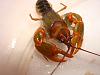 Click image for larger version

Name:	Adult Cambarus manning 5.jpg
Views:	308
Size:	42.4 KB
ID:	211003
