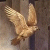 FlightHawk's Avatar